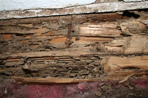 Termite wood damage. Things To Know About Termite wood damage. 